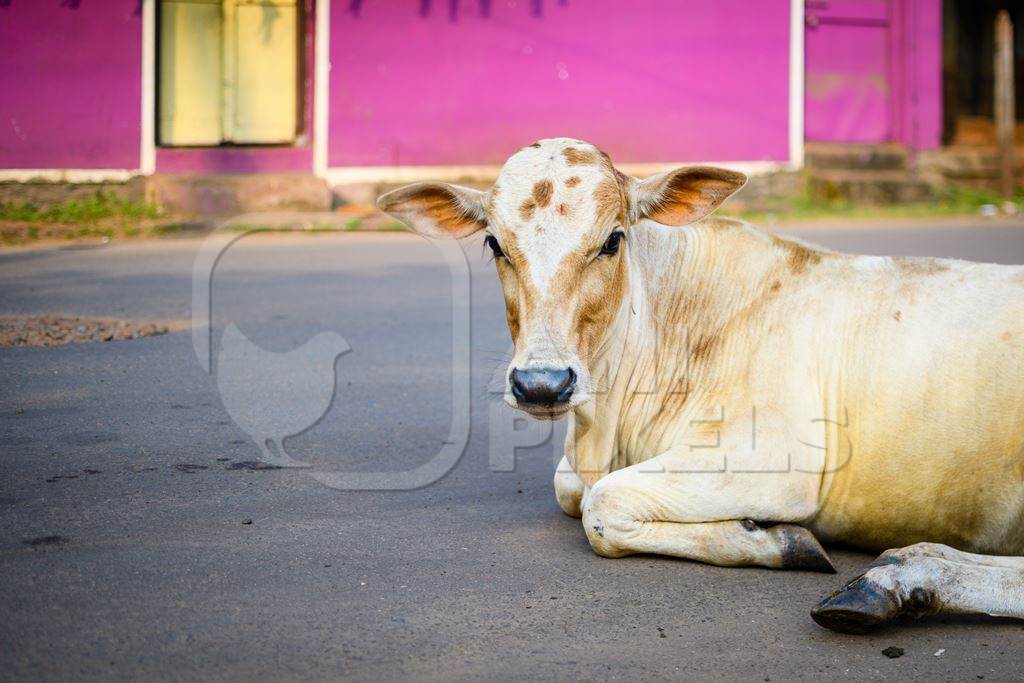 Indian street cow calf in the road with pink background in the village of Malvan, Maharashtra, India, 2022