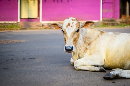 Indian street cow calf in the road with pink background in the village of Malvan, Maharashtra, India, 2022