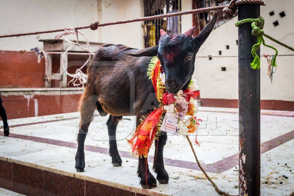 Baby goat for religious sacrifice at Kamakhya temple