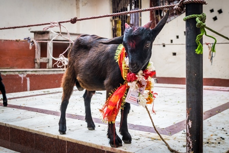 Baby goat for religious sacrifice at Kamakhya temple