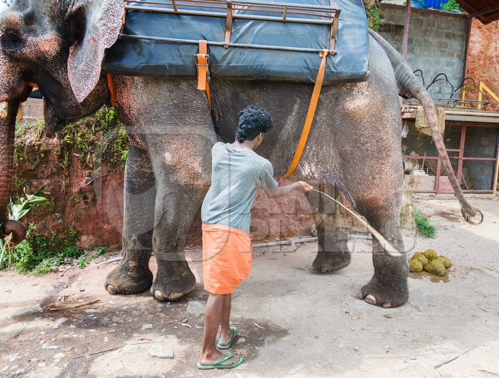 Man with a stick hitting and poking an elephant used for tourist rides in the hills of Munnar in Kerala
