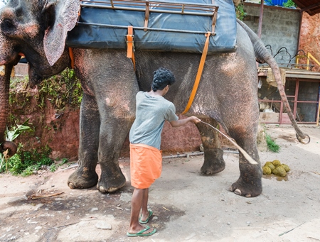 Man with a stick hitting and poking an elephant used for tourist rides in the hills of Munnar in Kerala