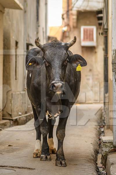 Indian street cow or bullock in an alley in the urban city of Jaipur, India, 2022