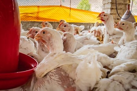 Indian broiler chickens inside a shed on a poultry farm in Maharashtra in India, 2021