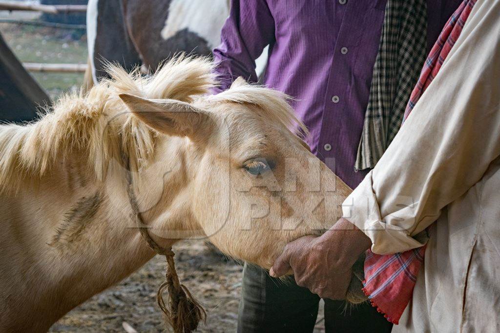 Head of cream Indian pony held in a man