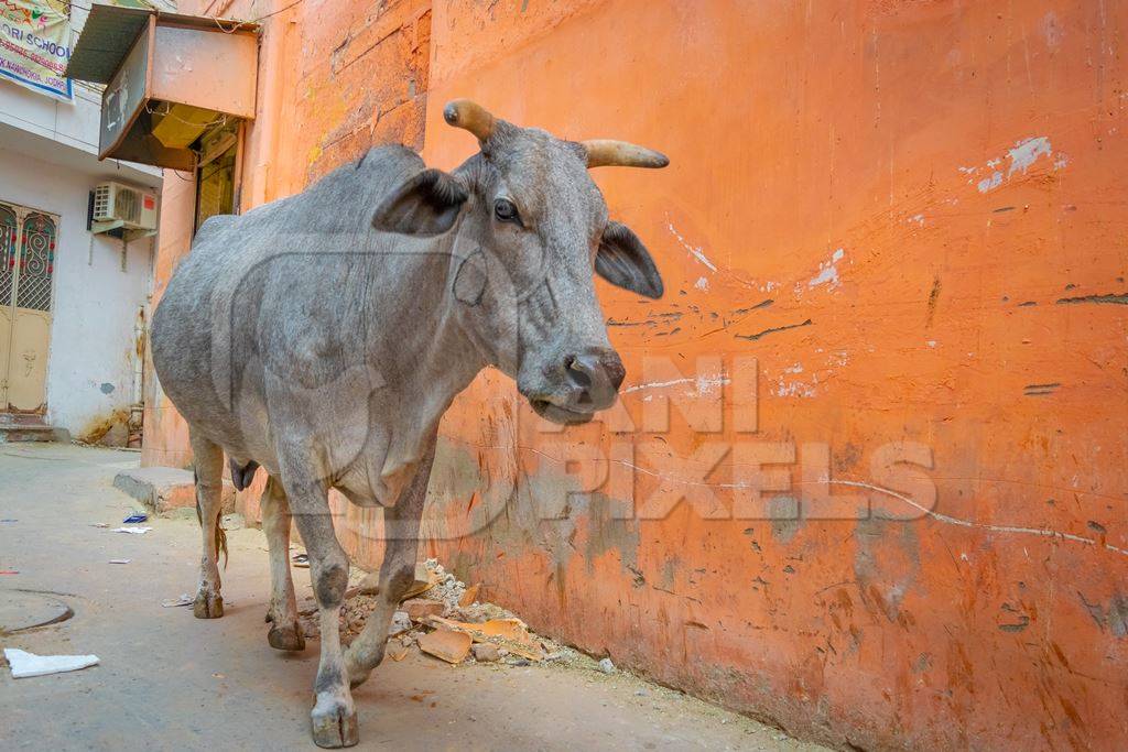 Indian street cow or bullock walking on the street in the urban city of Jodhpur in Rajasthan in India with orange wall background