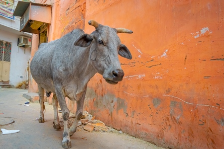 Indian street cow or bullock walking on the street in the urban city of Jodhpur in Rajasthan in India with orange wall background