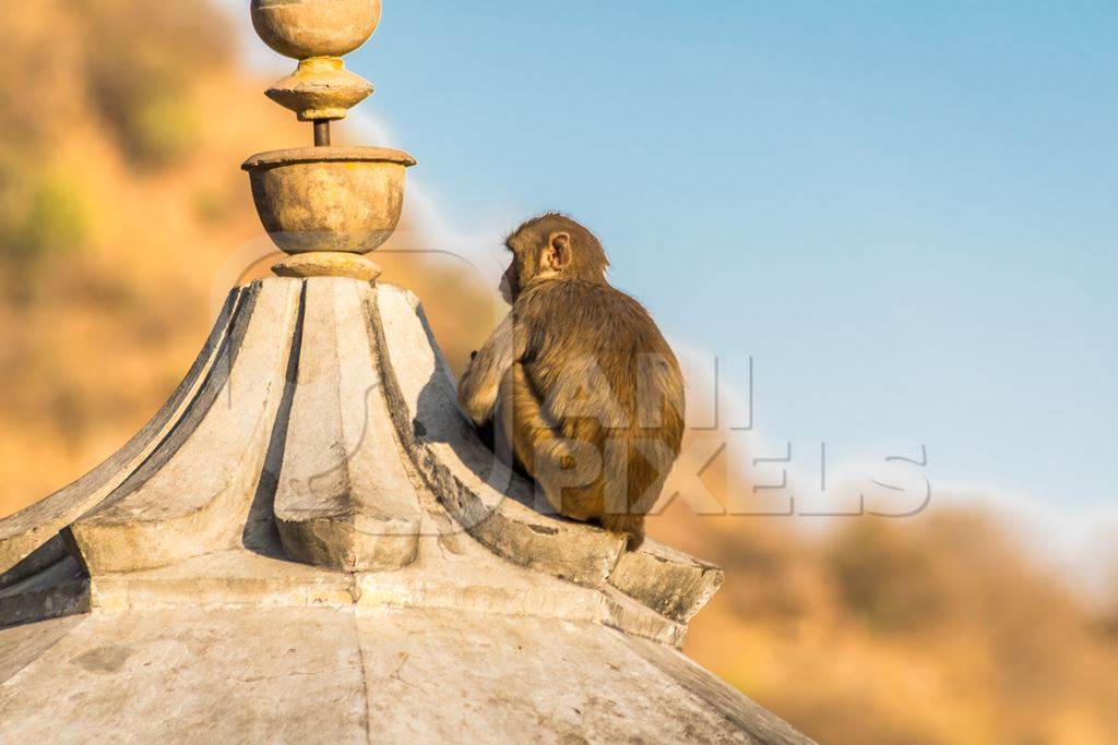 Young macaque monkey sitting on top of a temple at Galta Ji monkey temple in Rajasthan