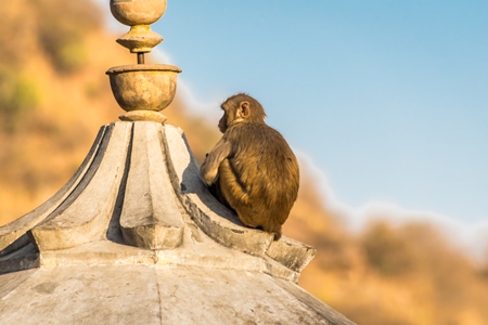 Young macaque monkey sitting on top of a temple at Galta Ji monkey temple in Rajasthan