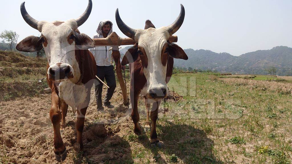 Indian bulls or bullocks harnessed to a plough ploughing field on a farm in India