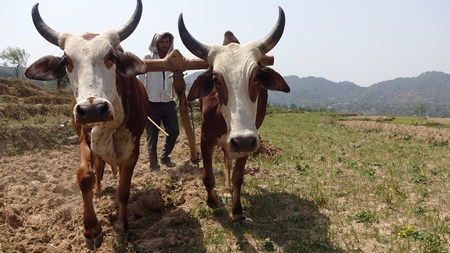 Indian bulls or bullocks harnessed to a plough ploughing field on a farm in India
