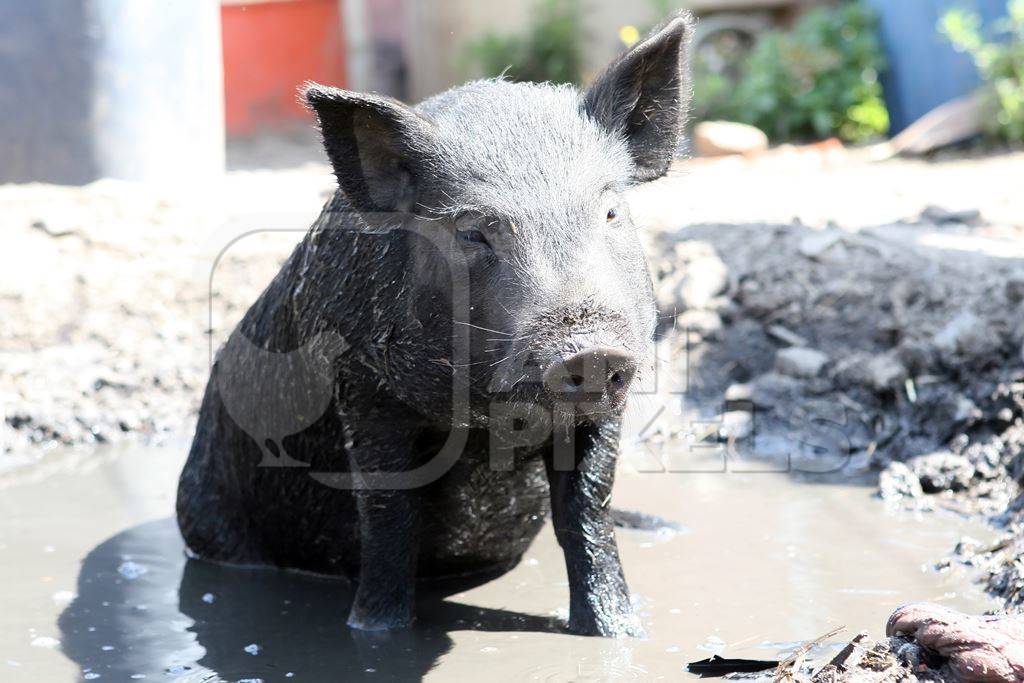 Street pig wallowing in mud pool