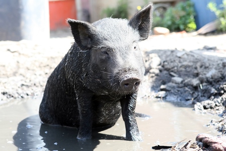 Street pig wallowing in mud pool