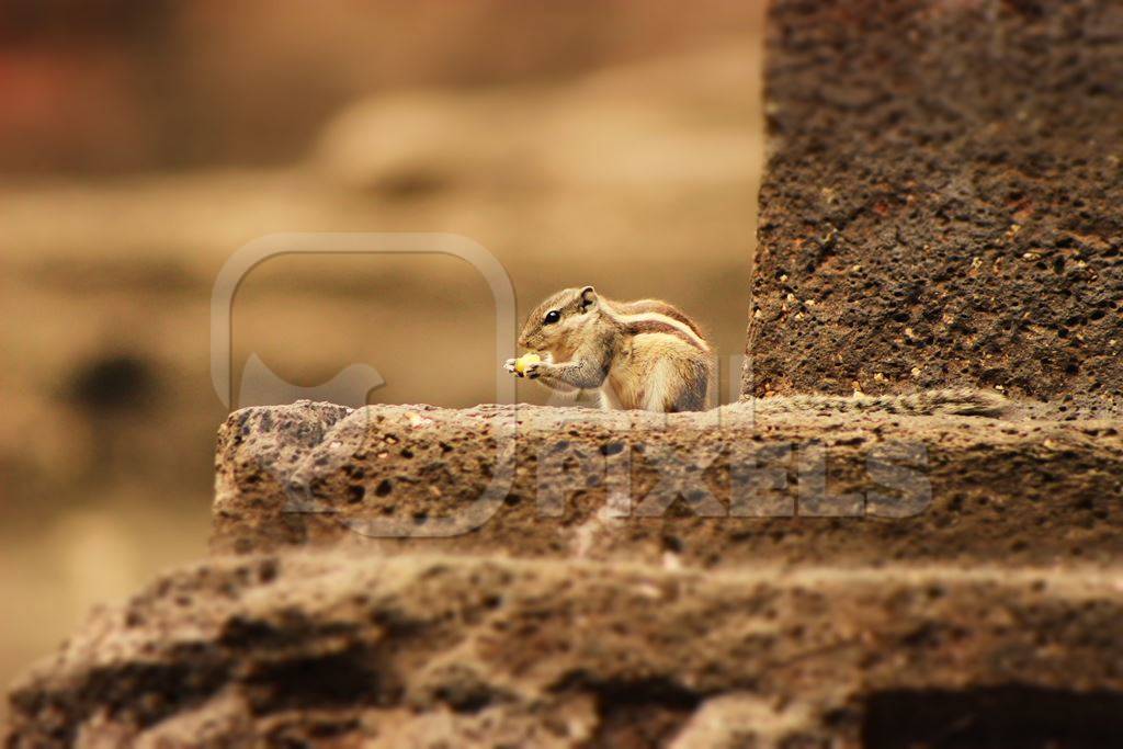 Indian palm squirrel on a wall