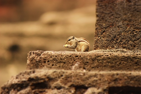 Indian palm squirrel on a wall