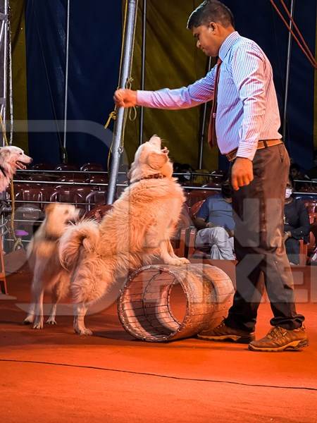 Performing dogs with barrel at a show by Rambo Circus in Pune, Maharashtra, India, 2021