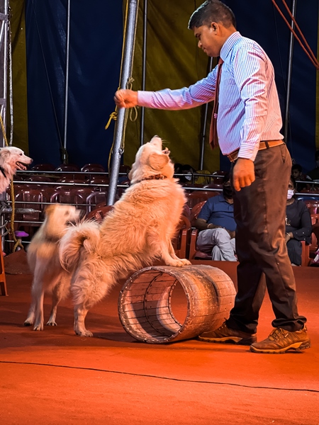 Performing dogs with barrel at a show by Rambo Circus in Pune, Maharashtra, India, 2021