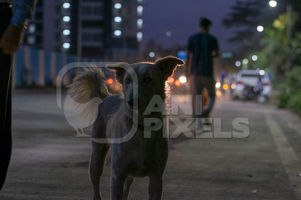 Stray Indian street dog on road at night with traffic in urban city, India, 2018