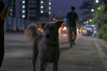 Stray Indian street dog on road at night with traffic in urban city, India, 2018