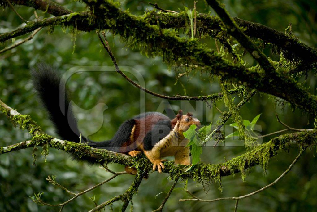 Giant malabar squirrel in tree in forest