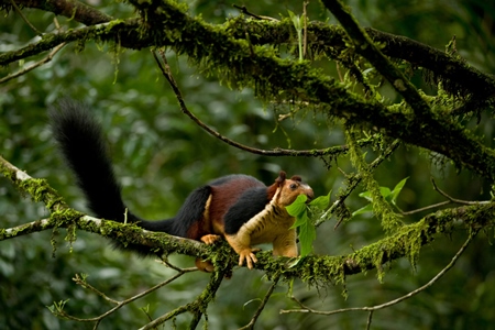 Giant malabar squirrel in tree in forest