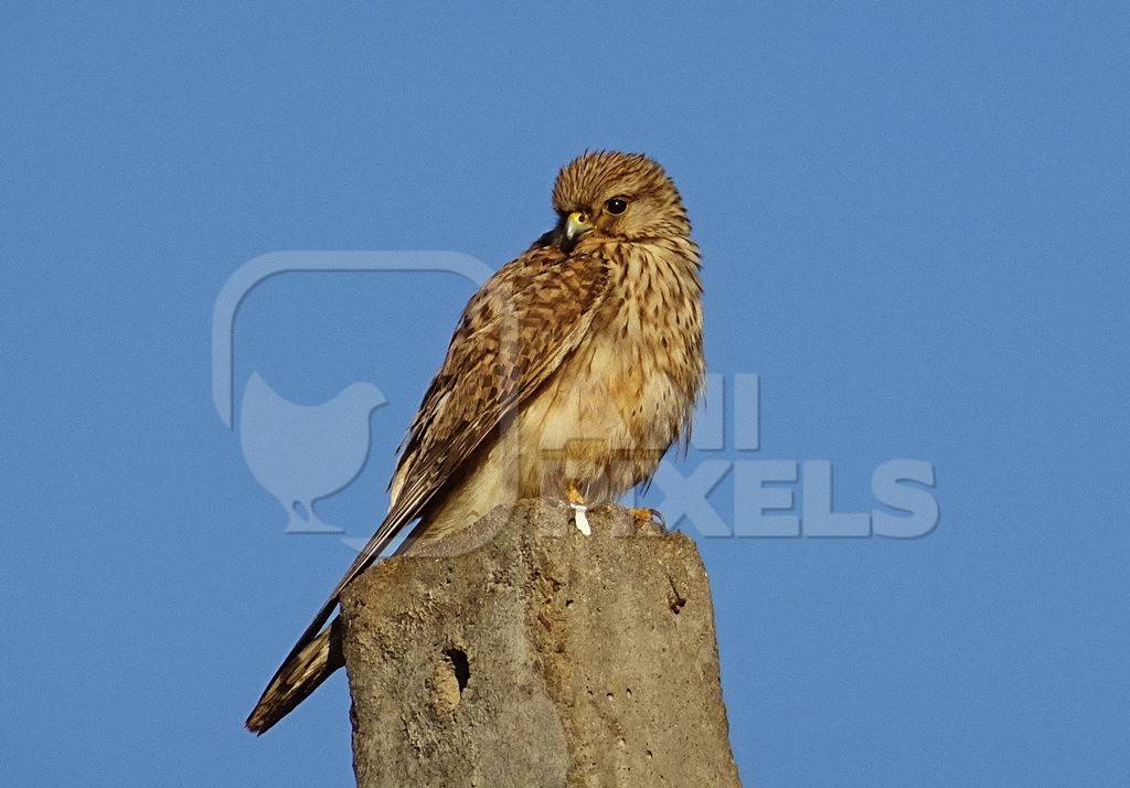 Brown kestrel sitting on a post with blue sky background