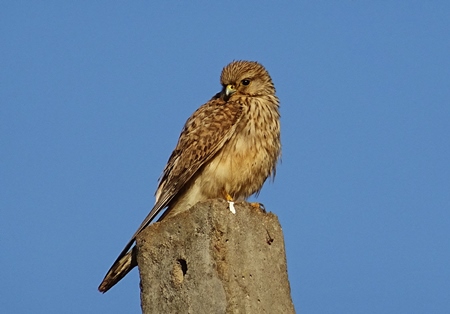 Brown kestrel sitting on a post with blue sky background