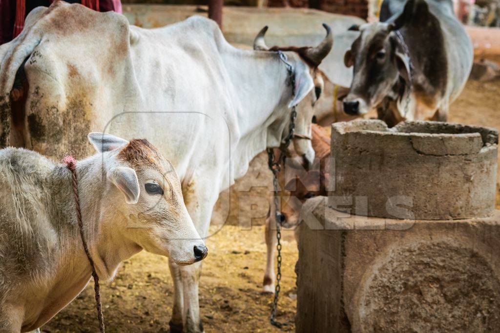 Mother and calf dairy cows in a rural dairy in  Rajasthan