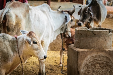 Mother and calf dairy cows in a rural dairy in  Rajasthan