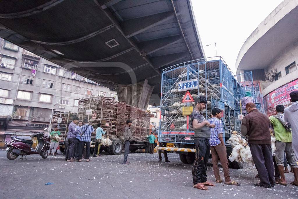 Broiler chickens raised for meat being unloaded from transport trucks near Crawford meat market in Mumbai