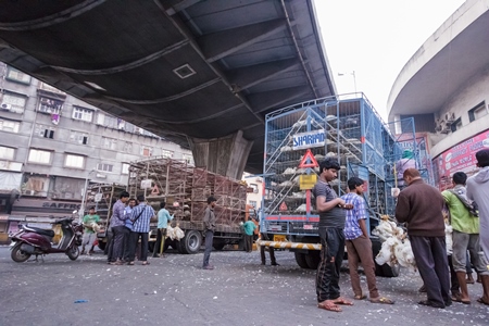 Broiler chickens raised for meat being unloaded from transport trucks near Crawford meat market in Mumbai