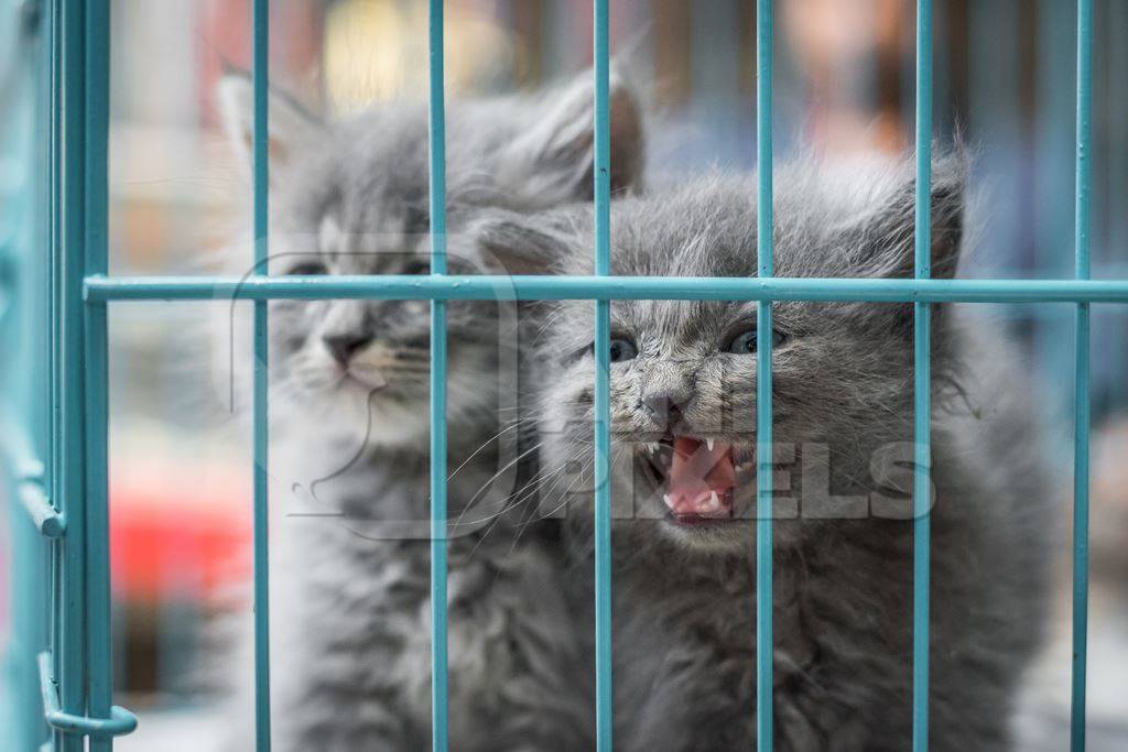 Pedigree breed grey kitten in cage on sale at Crawford pet market