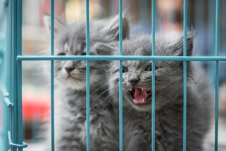 Pedigree breed grey kitten in cage on sale at Crawford pet market