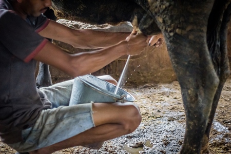 Man milking a dairy cow in a bucket in a dirty shed in an urban dairy in Maharashtra