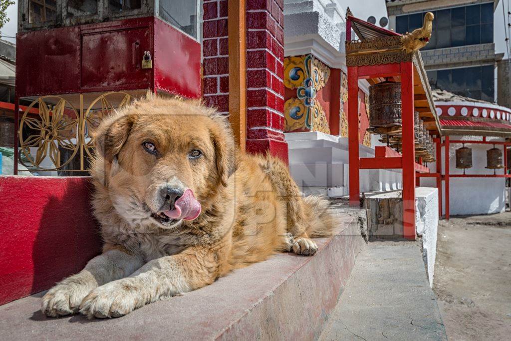 Fluffy brown street dog next to a red prayer wheel in the city of Leh, Ladakh in the Himalayas