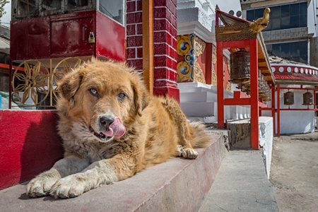 Fluffy brown street dog next to a red prayer wheel in the city of Leh, Ladakh in the Himalayas