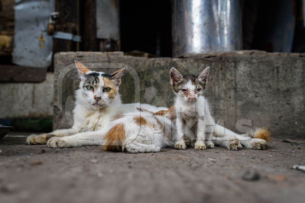 Indian stray cat or street cat with sick kittens, in lane in the city of Pune, Maharashtra, India, 2023