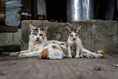 Indian stray cat or street cat with sick kittens, in lane in the city of Pune, Maharashtra, India, 2023