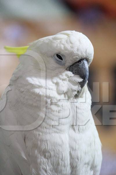 White cockatoo parrot bird kept as pet in captivity