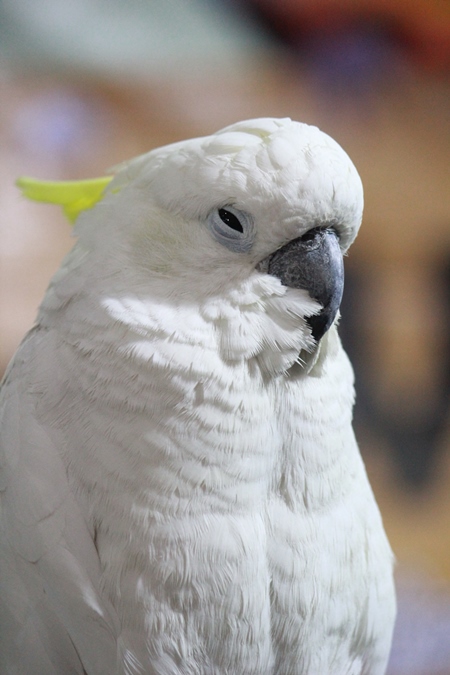 White cockatoo parrot bird kept as pet in captivity