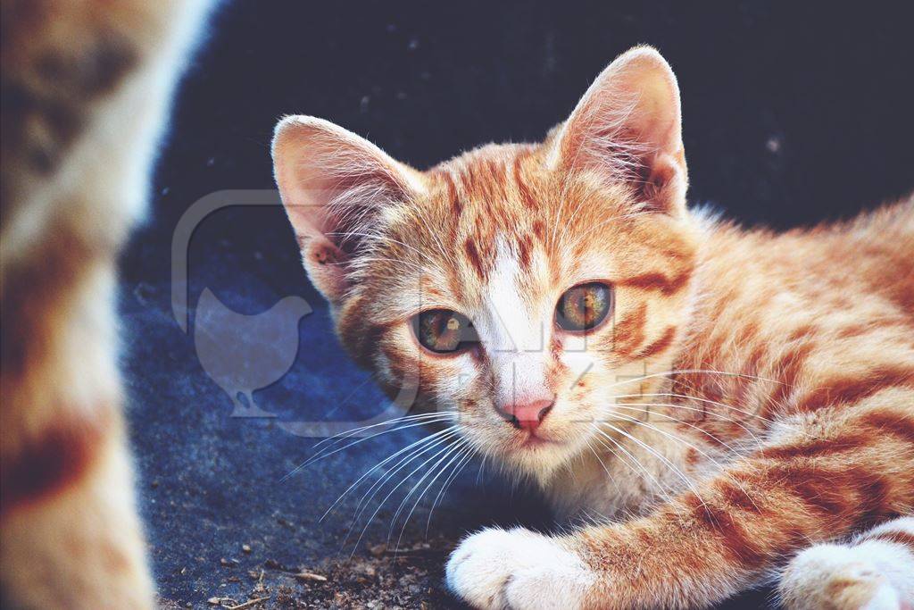 Ginger kitten looking at camera