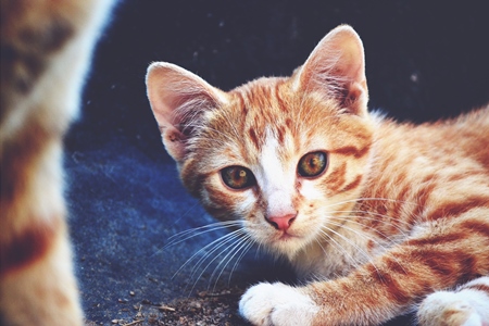 Ginger kitten looking at camera