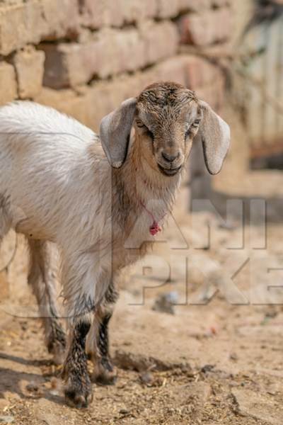 Cute brown baby goat in village in rural Bihar