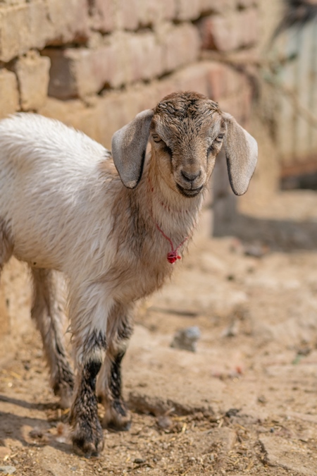 Cute brown baby goat in village in rural Bihar