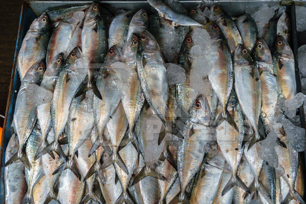 Many fish on sale at a fish market