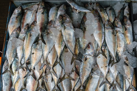 Many fish on sale at a fish market