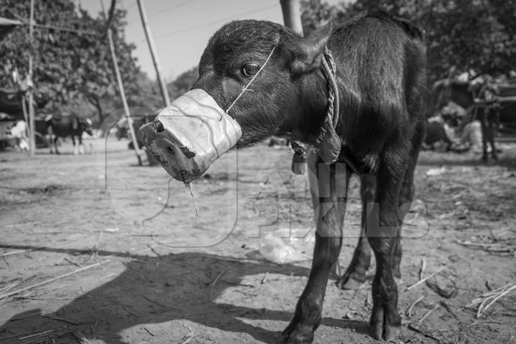 Small baby buffalo calf with mouthblock on to prevent calf suckling in black and white