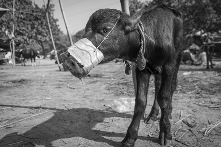 Small baby buffalo calf with mouthblock on to prevent calf suckling in black and white