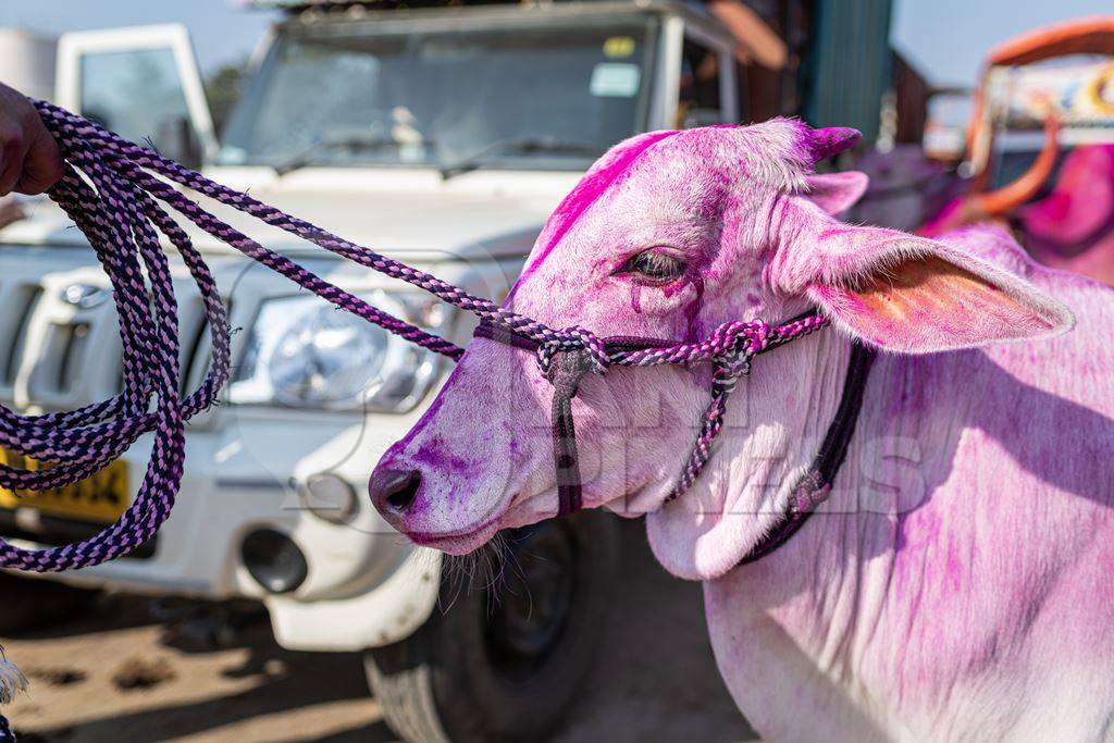 The eye of an Indian bullock waters from the pink Holi powder he is painted with at Chakan Cow and Buffalo Market, Maharashtra, India, 2024