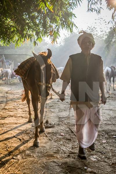 Old man leading brown horse in sunlight in field at Sonepur horse fair